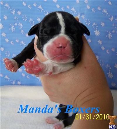 Boxer Puppies for Sale